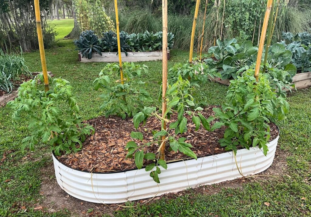 Black Krim Looks to Be First