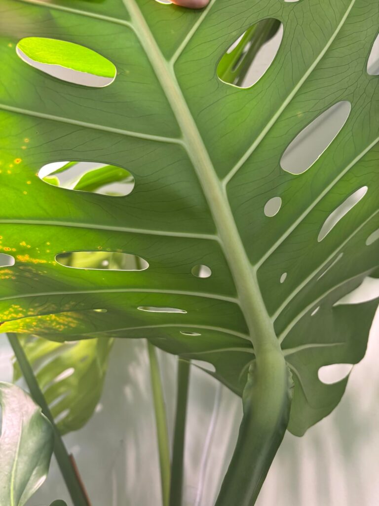 I posted my Monstera the other day and I’m trying to rule out what is going on. Here’s an underside leaf pic as well.