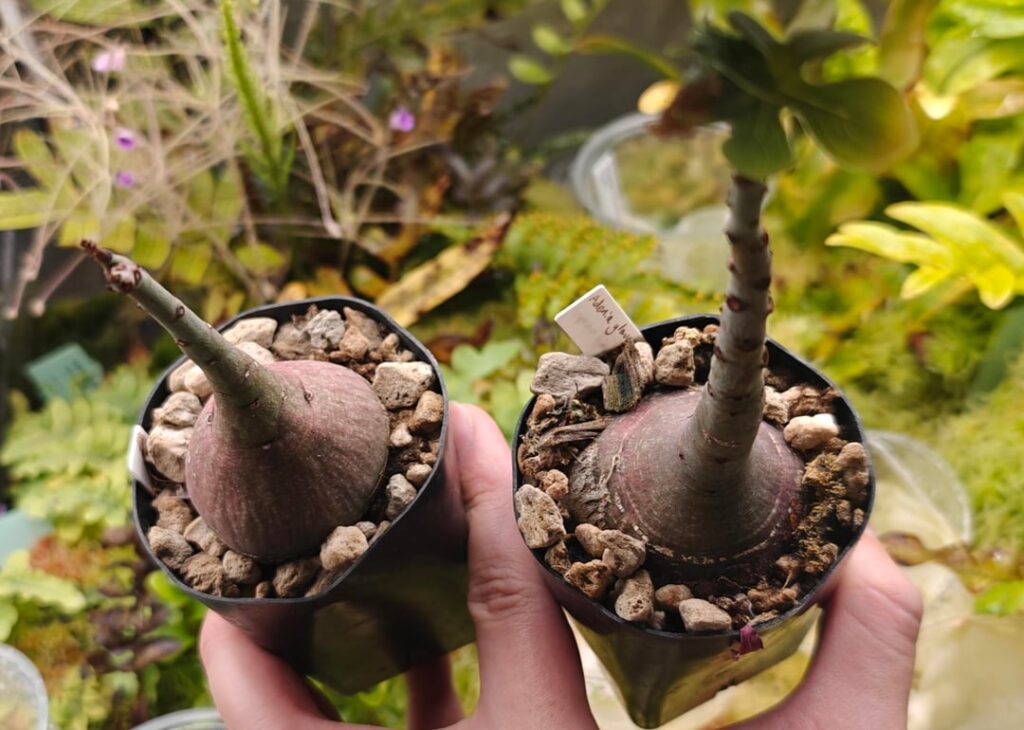 Adenia glauca and spinosa seedlings getting so fat they're making the square pots round