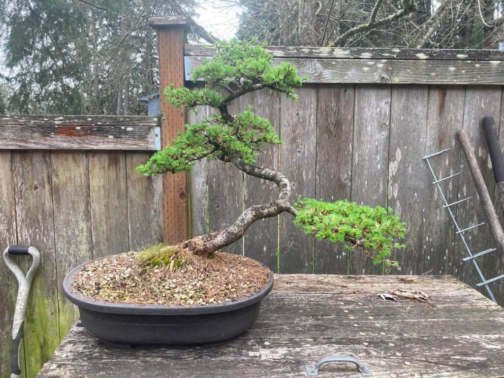 Japanese larches looking their best