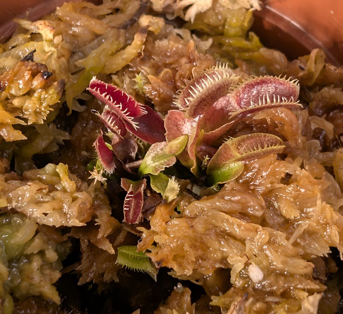 Red Piranha VFT waking up from dormancy