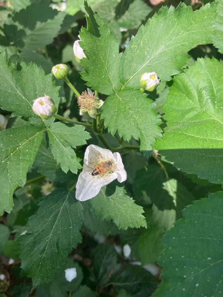 Blackberries(zone 8b, SC)