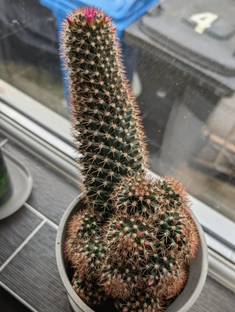 Counted 48 flowers on the way!
