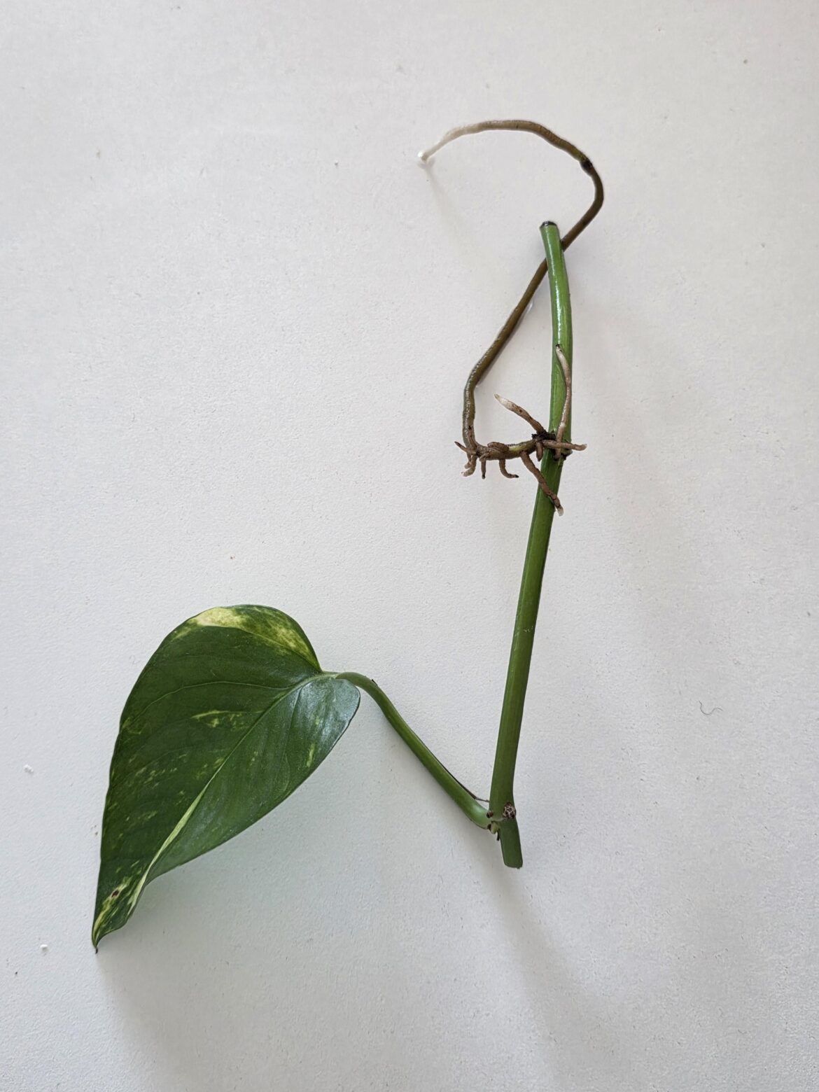 So I'm an idiot.. what now?