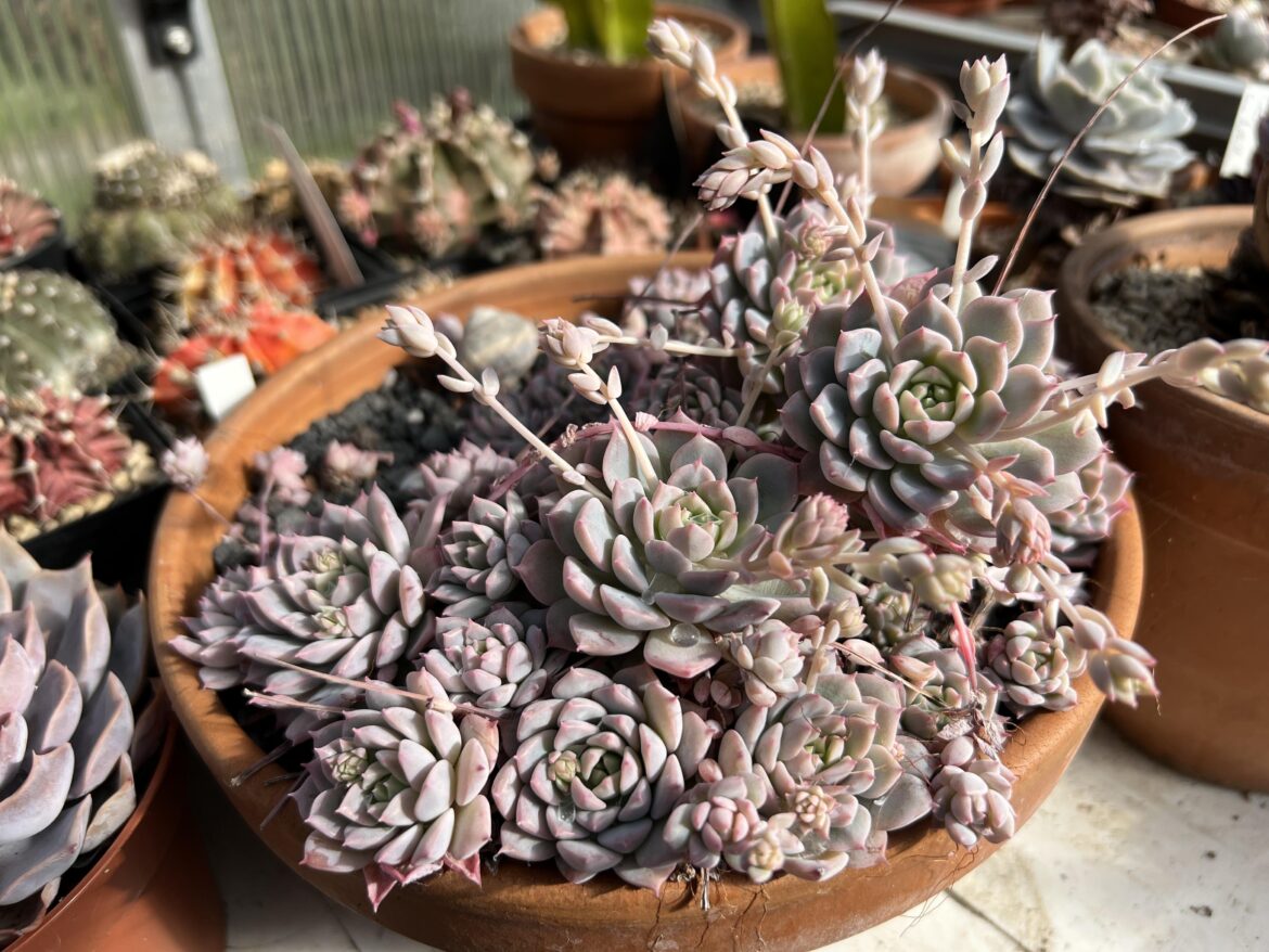 All kinds of growths on these Echeveria prolifica