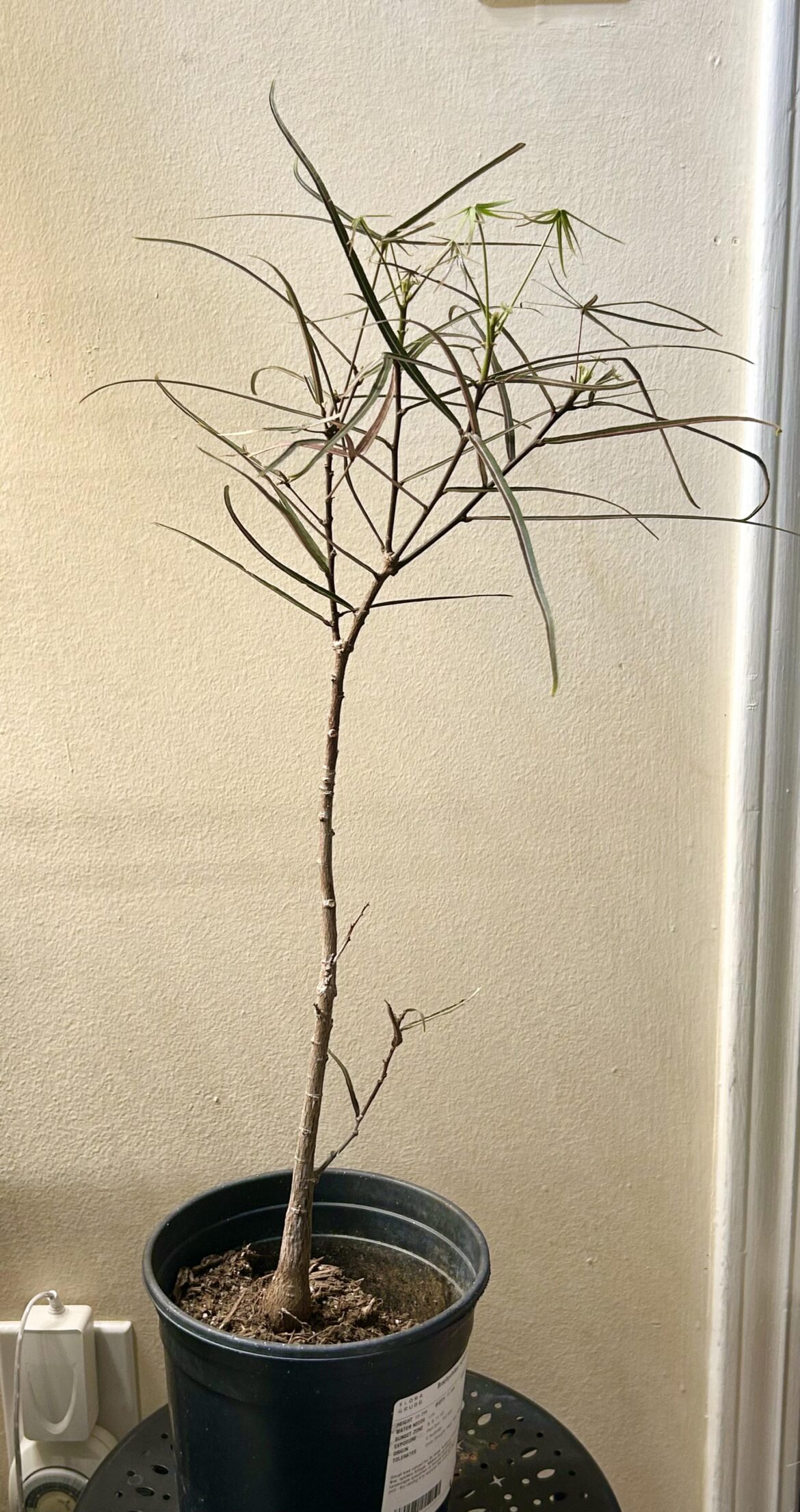 Brachychiton rupestris (Queensland bottle tree) what potting mix to use? Brachychiton rupestris (Queensland bottle tree) what potting mix to use?