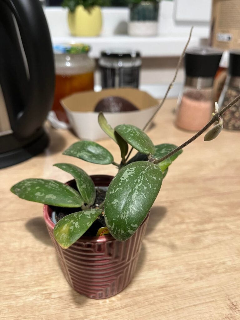 First hoya (what kind is she)