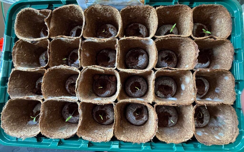 Baby cherry tomato & spinach plants