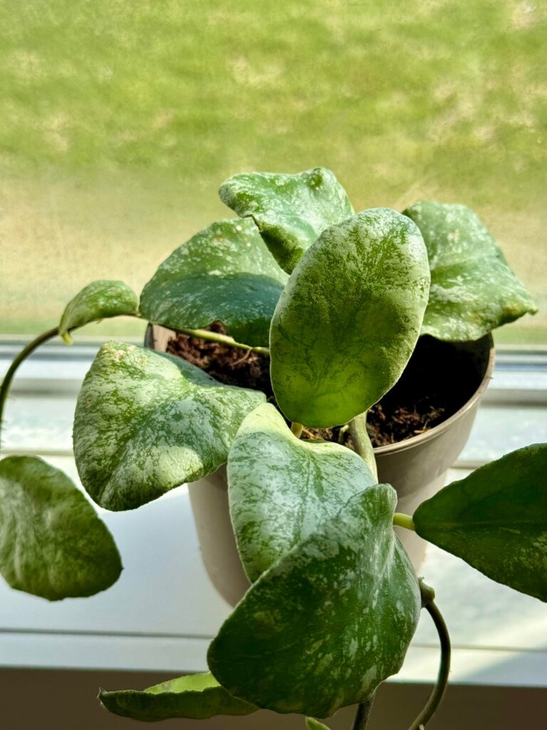 HD Hoya NOID