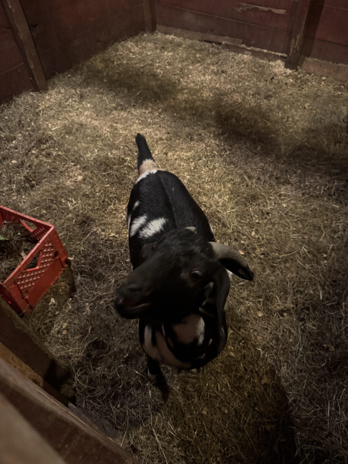 Am i weird for wanting to raise meat animals?
