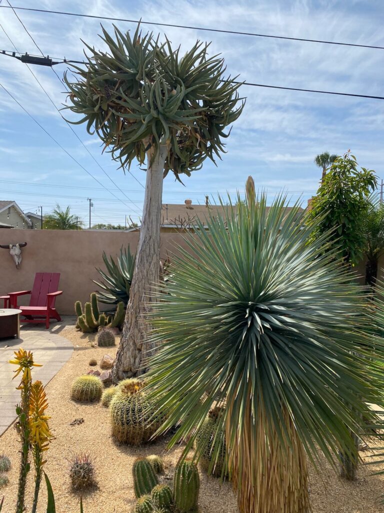 My yucca rostrata is flowering!