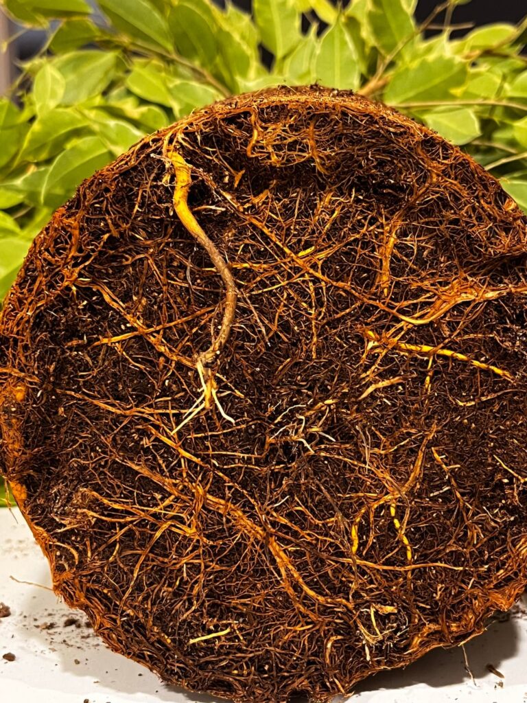 Overwatered or Underwatered?