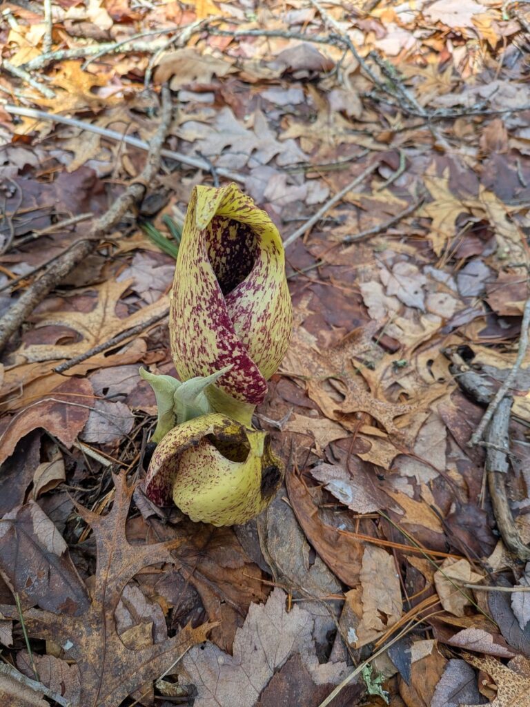 Skunk Cabbage season in Massachusetts