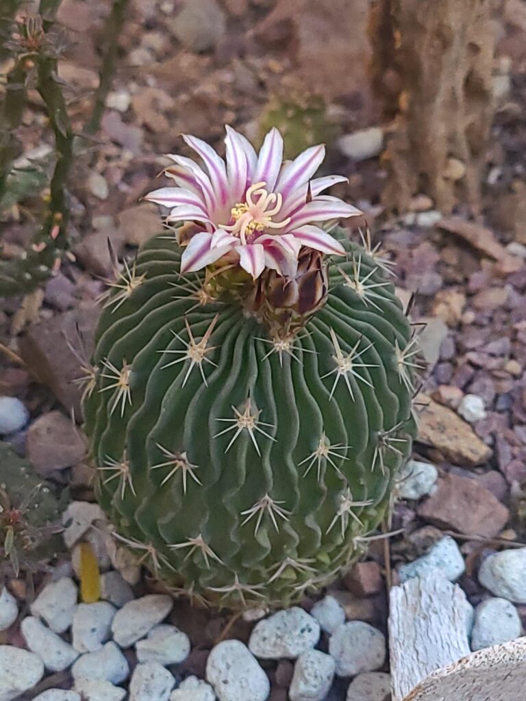 Lil flower from the lil rock garden