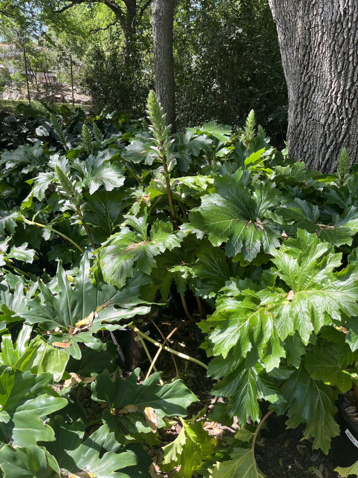 African basil?