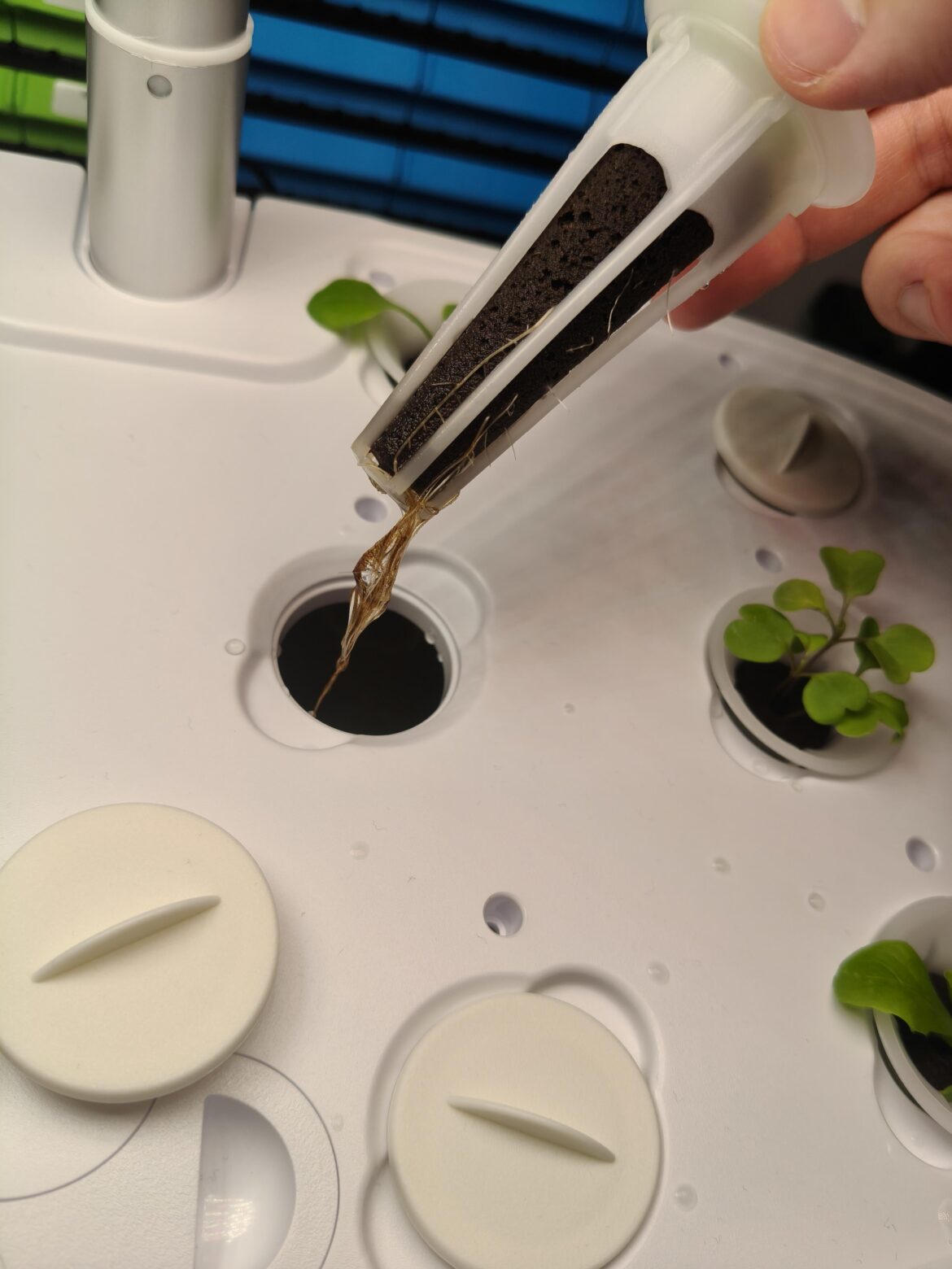 Root rot or something else?