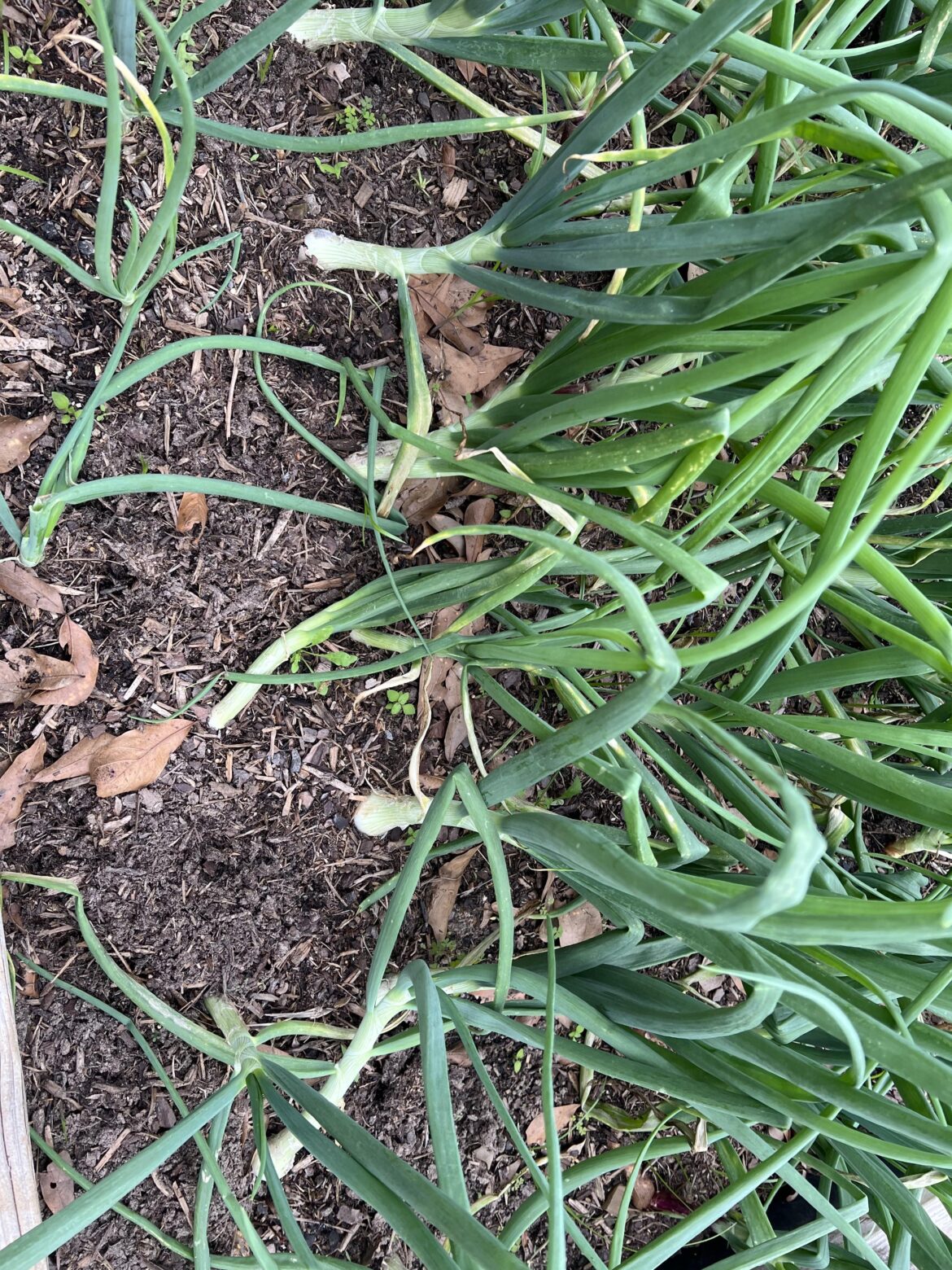 I Think My Onions Are Bulbing!!