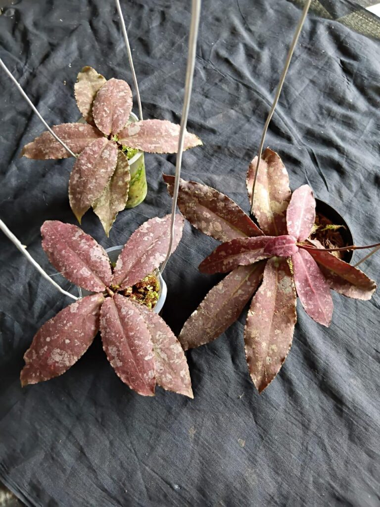 Hoya Undulata Red Hoya Undulata Red