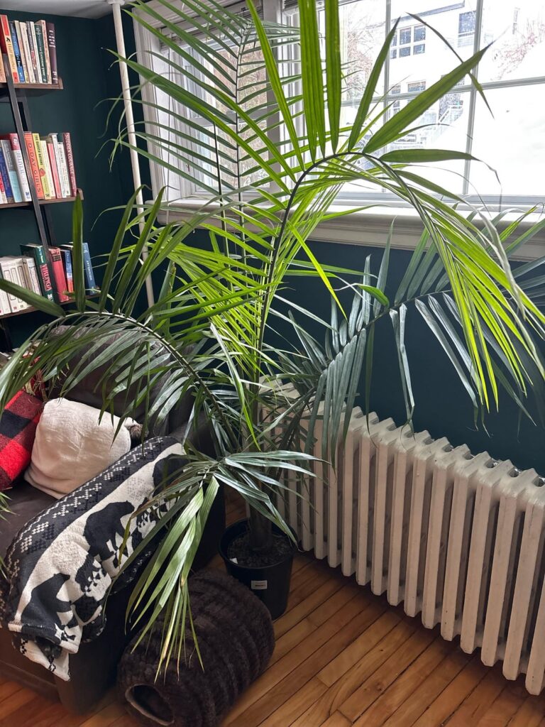 Can I save it? Majesty Palm from grocery store