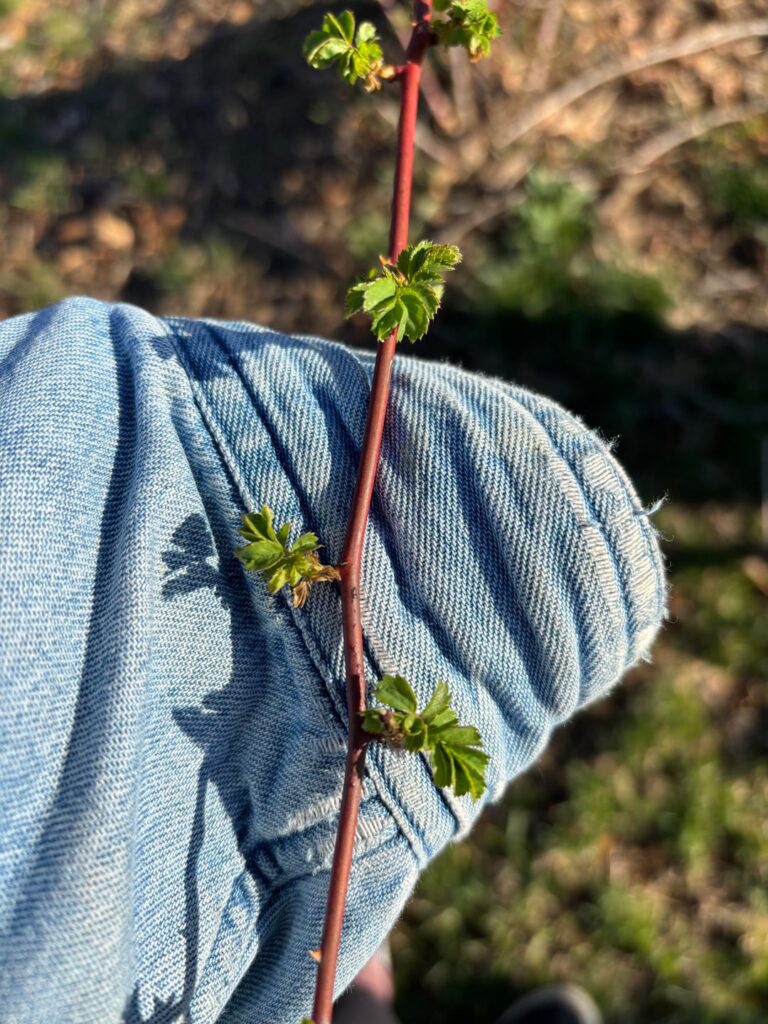 Indiana zone 6b