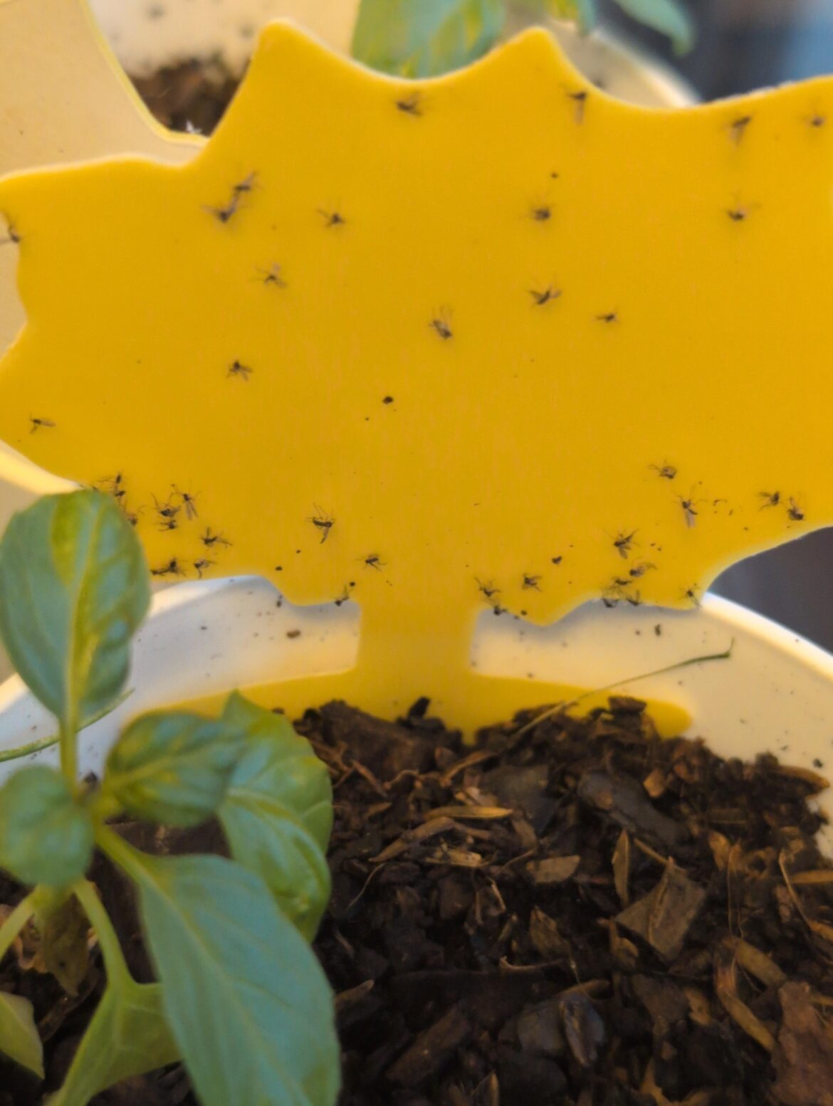 Fungus Gnats–Tried Neem–Time to Toss? Fungus Gnats--Tried Neem--Time to Toss?