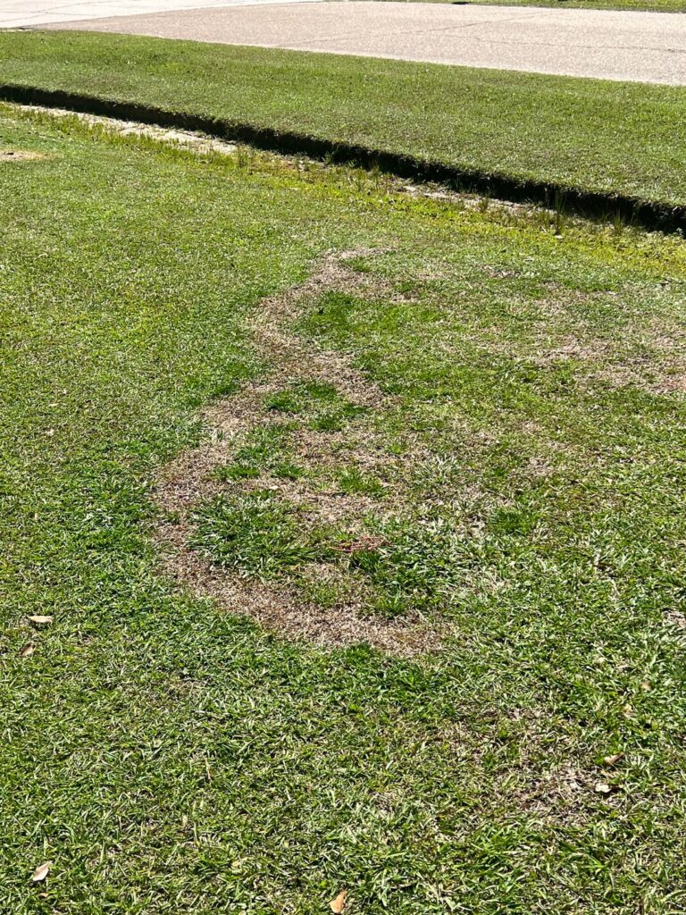 What’s wrong with my grass?