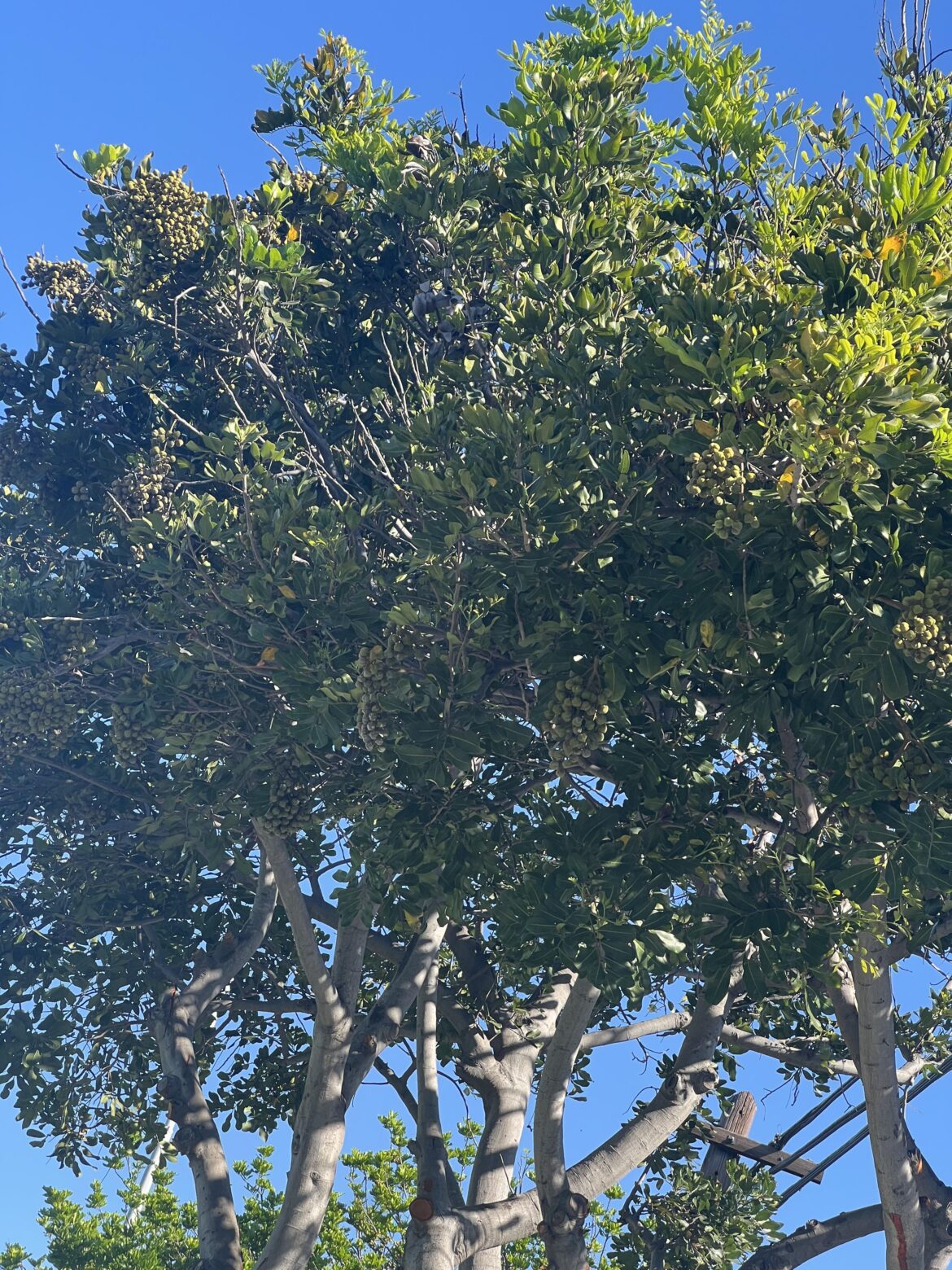 I seen this tree a few times, but I never asked her. her name lol does anybody have a name for this tree?
