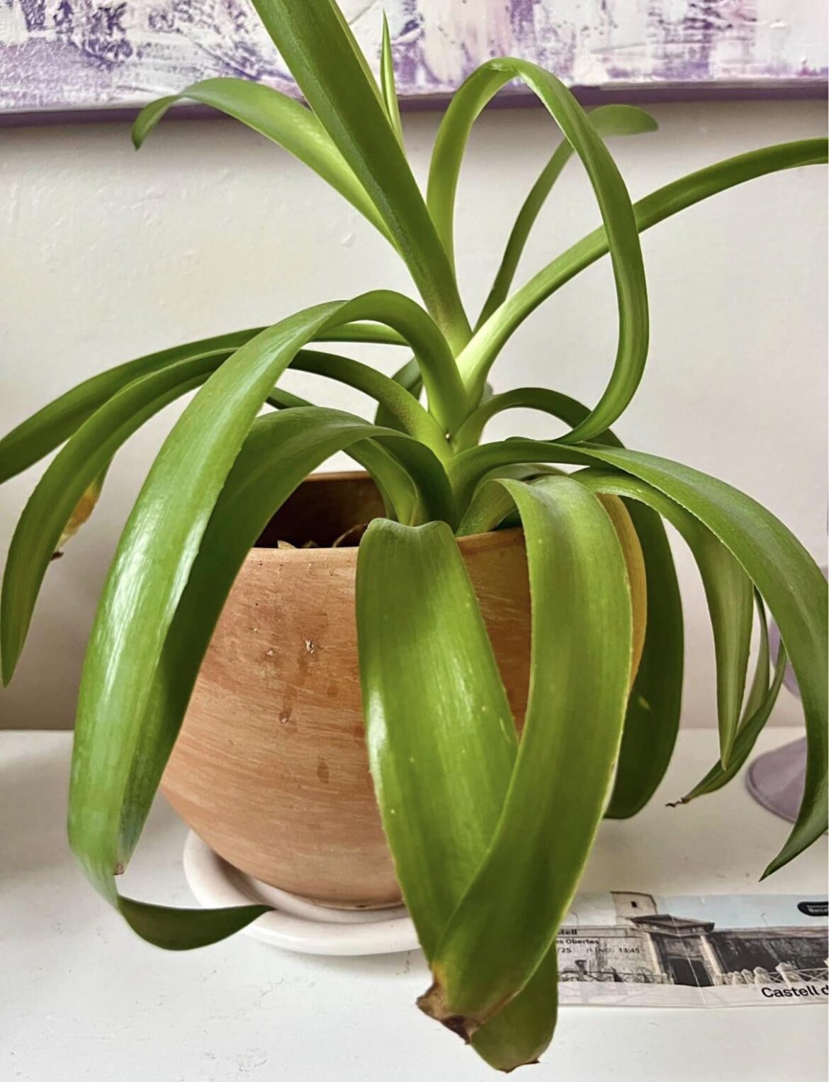What is the name of this plant?