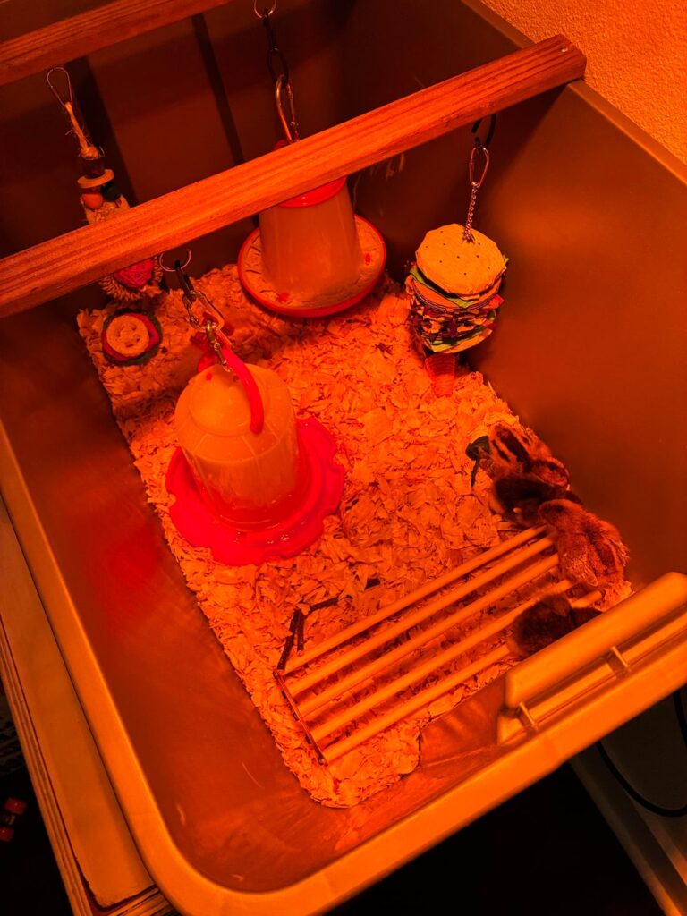 First time doing chickening