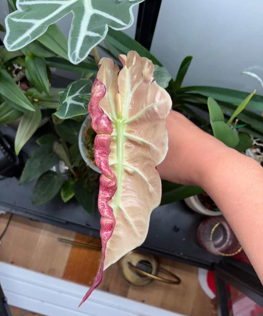 She’s going through a crisis🤫