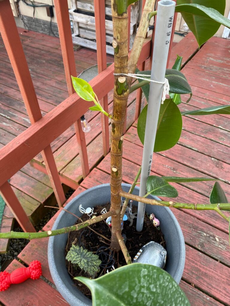 Almost spring, how does she look?