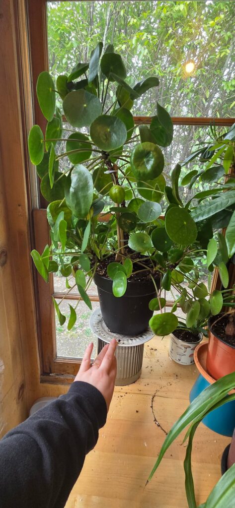 Do I move to a bigger pot? Help. Do I move to a bigger pot? Help.