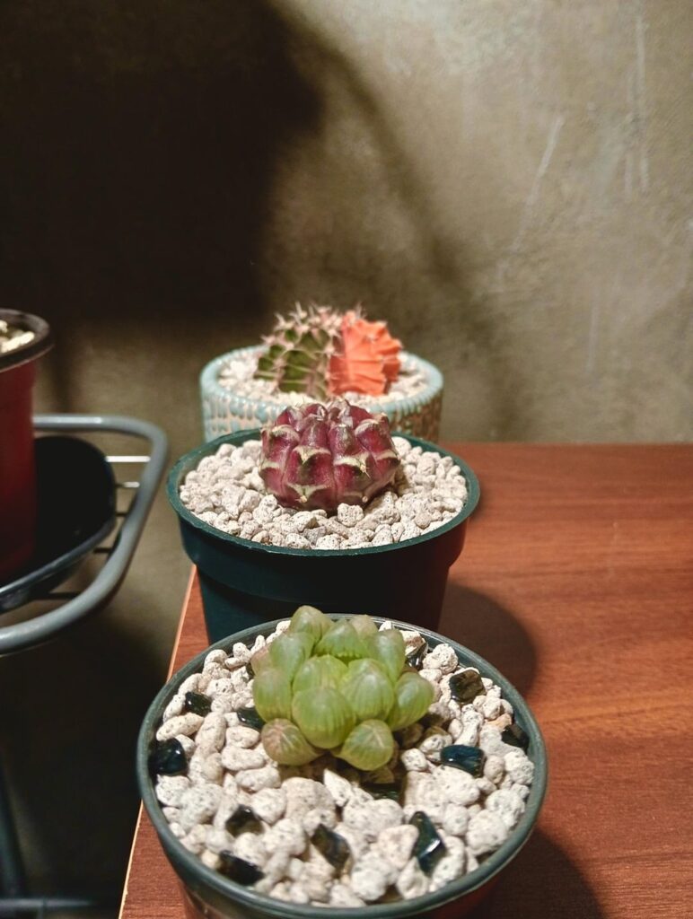 My collection so far