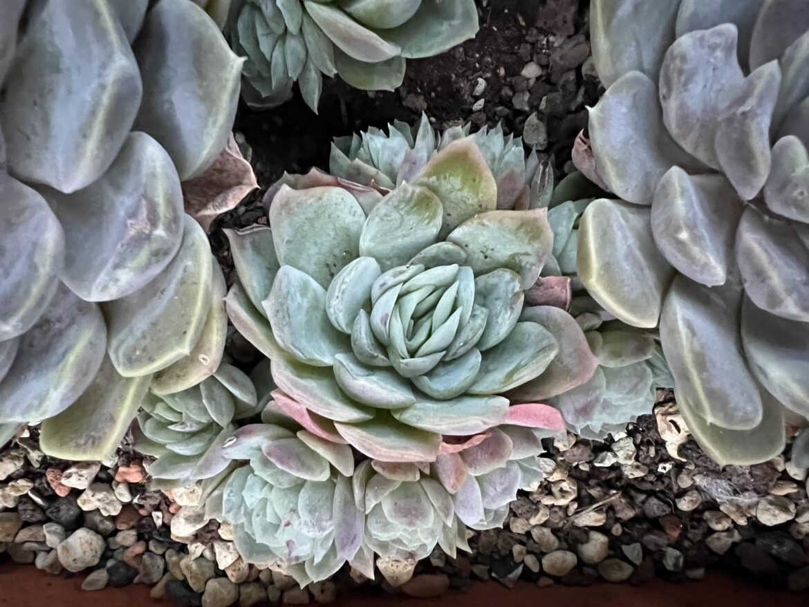 Love it when Echeveria spread out like this
