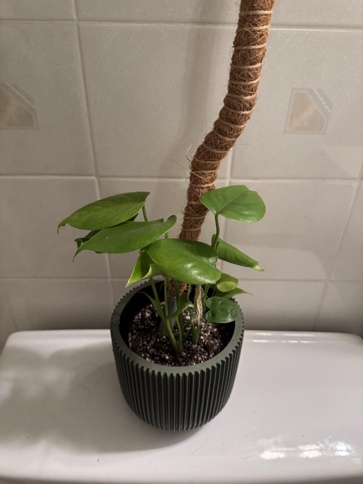 First monstera!