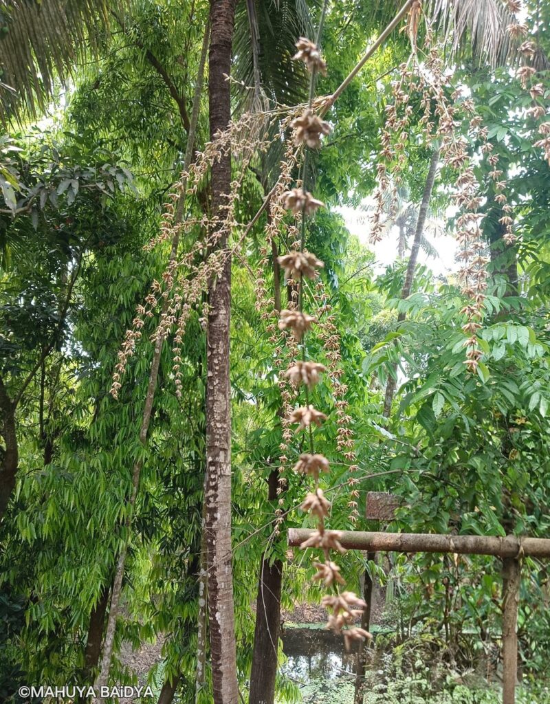 Bamboo ( Bambusa vulgaris) fruits! May be once in a life- time, what I saw.