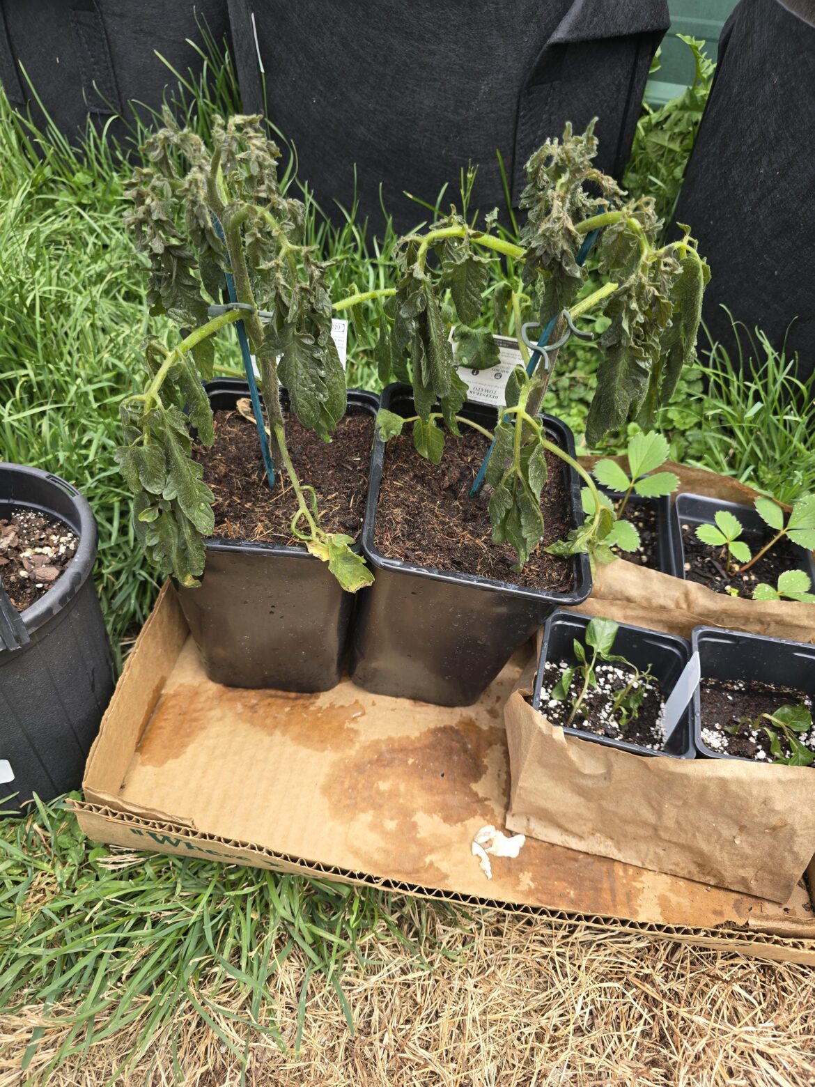 What might happened to my tomatoes