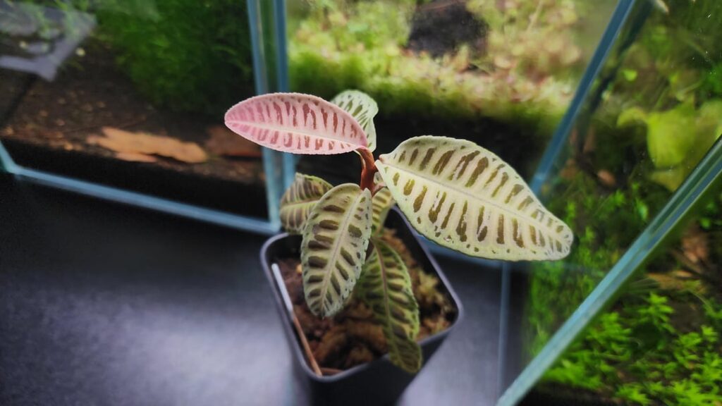 [ID Request] Looking for the specific name of this Labisia sp. (Possible "Next 18"?)