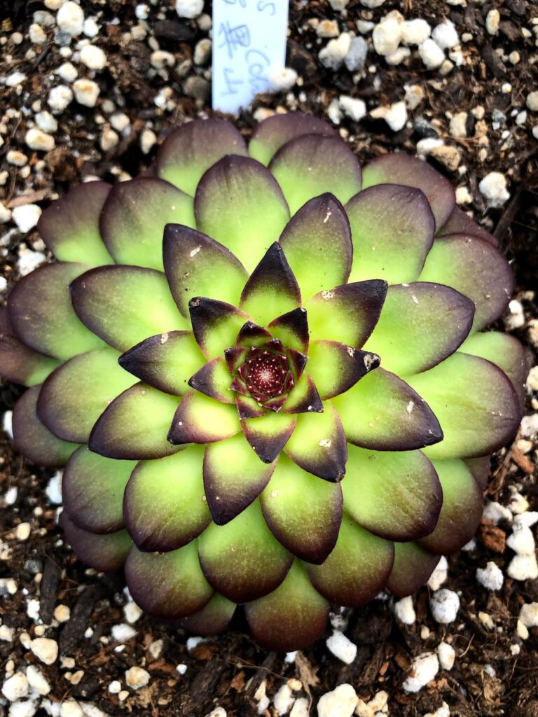 “After studying Viola, I started questioning species identification in cultivated Orostachys” “After studying Viola, I started questioning species identification in cultivated Orostachys”