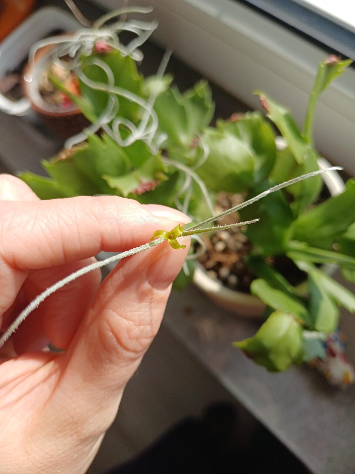 Did I just get flowers?