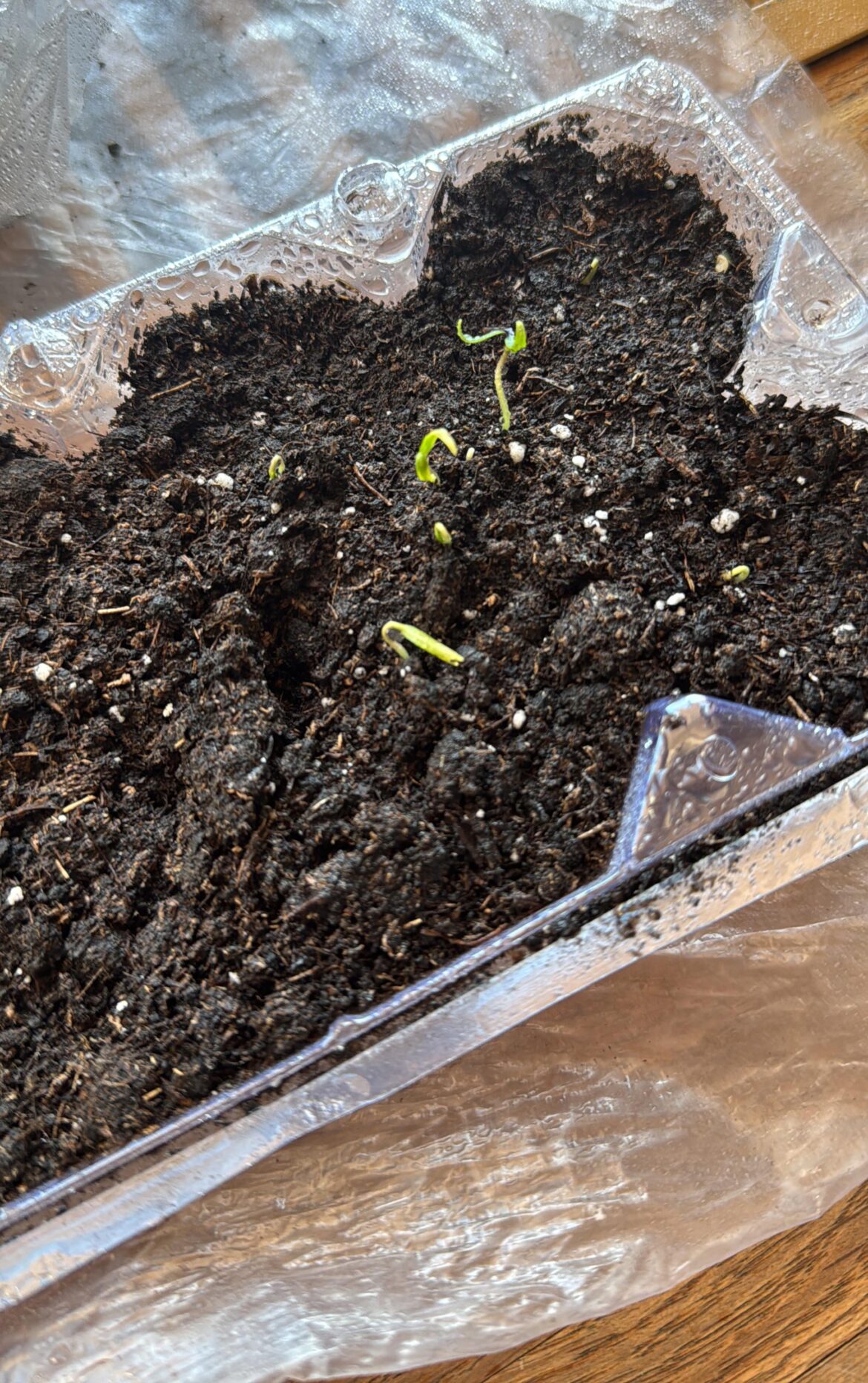 Seed starting help Seed starting help