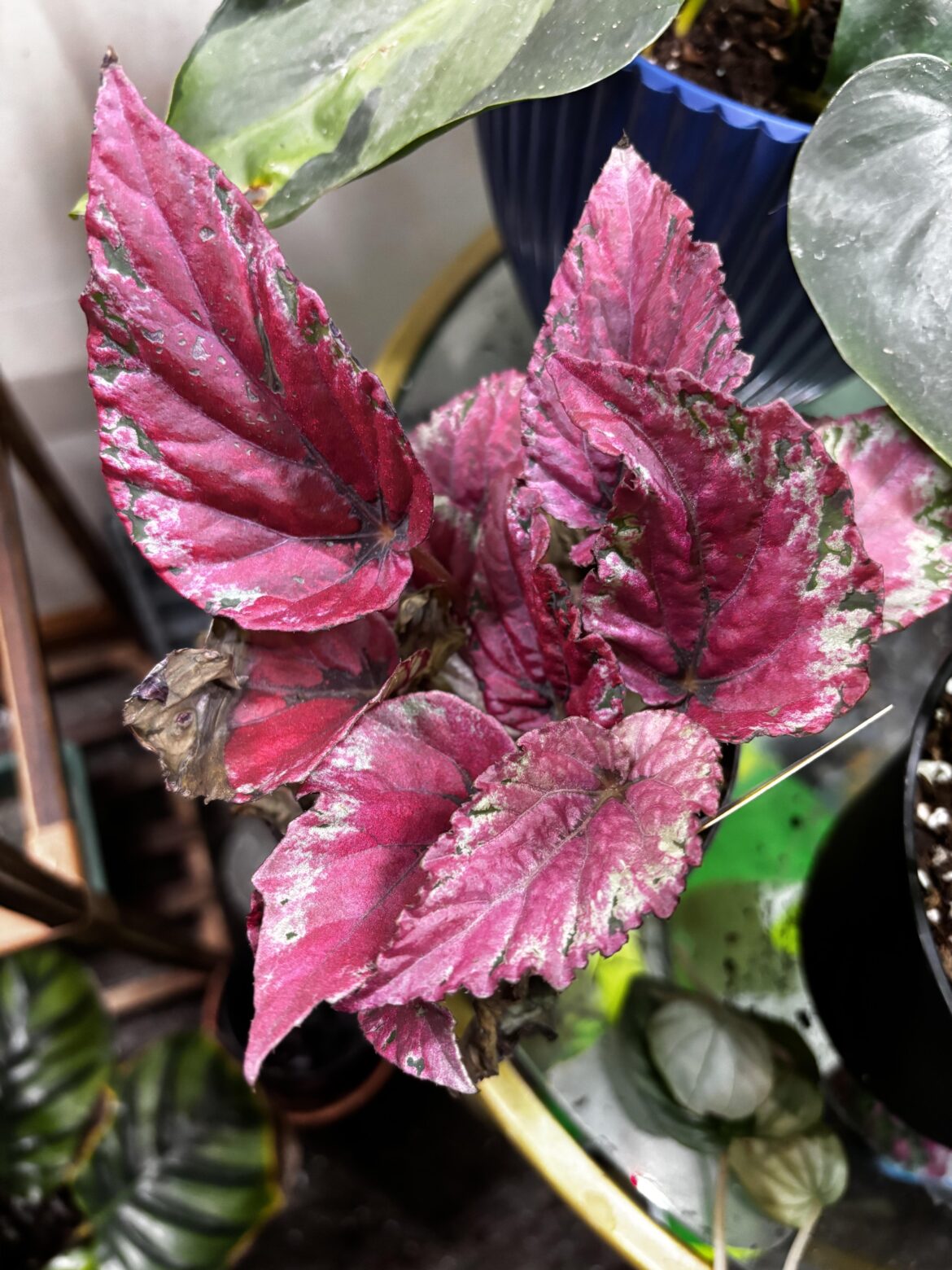 ID please?