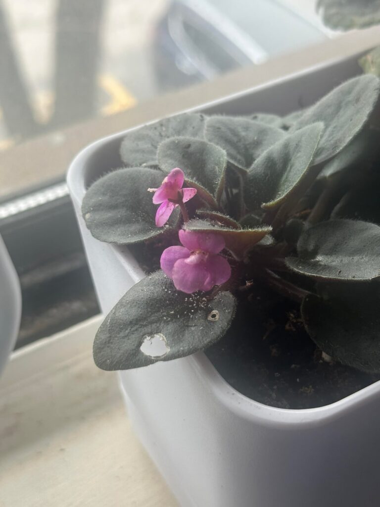 What is the white specs near and around the flower/bud?