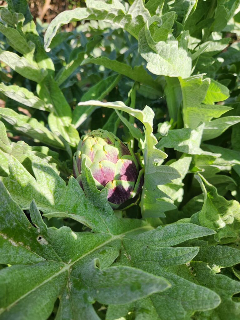 Artichokes! So excited for these