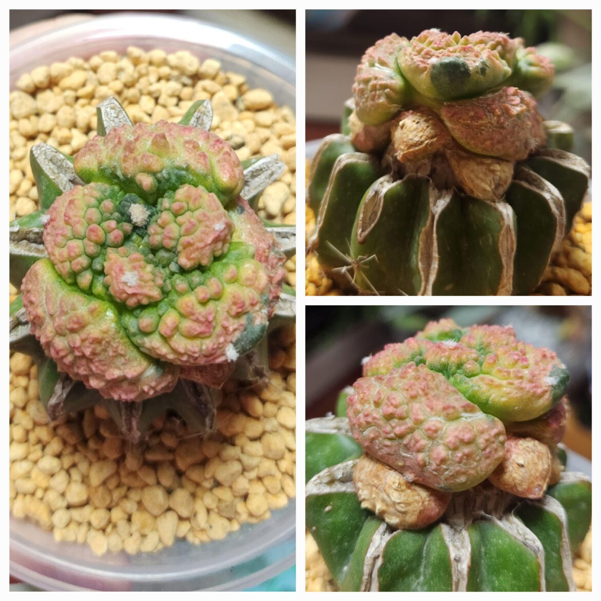 Variegated ariocarpus🟡🌸🟢