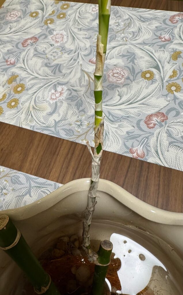 What’s wrong with my Bamboo and how can I help it?