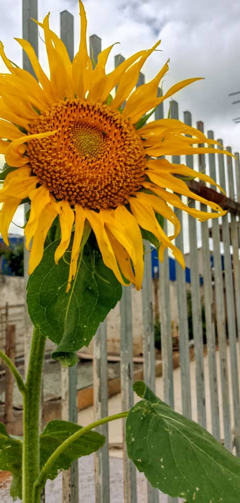 Sunflower in My Garden, Havana, Cuba – Photo of the Day Sunflower in My Garden, Havana, Cuba - Photo of the Day