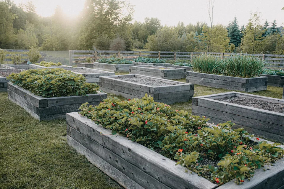 raised garden beds filled with lush greenery and flowers are arranged neatly on a well kept lawn. in the background, a soft golden hour filters through the trees, giving a tranquil ambiance to the garden setting.