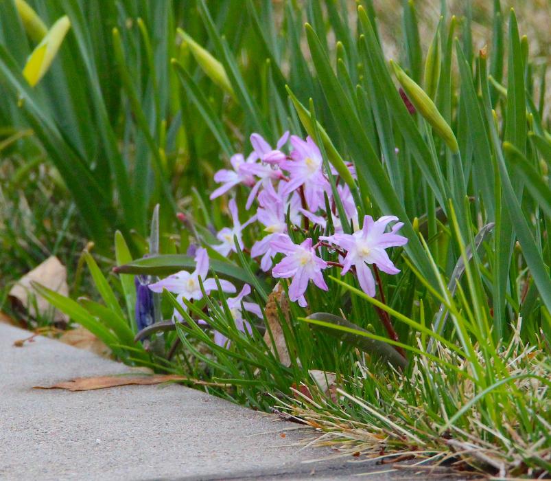 Northern Nevada gardens: Grass in your flower beds a challenge? Northern Nevada gardens: Grass in your flower beds a challenge?