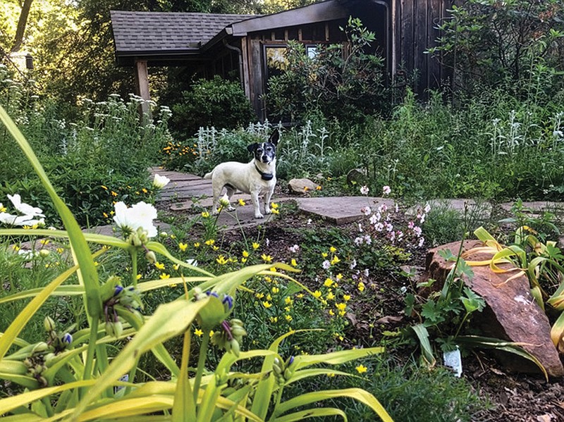 Photo contributed by Pam Sohn / Pam Sohn's front yard is packed full of native plants, and it looks different every year.